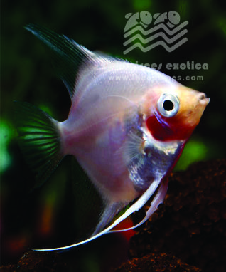 Pterophyllum Scalare